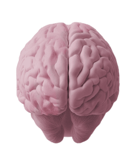 Нервная система и мозг