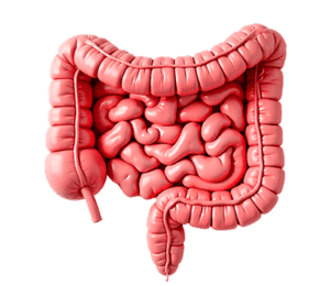 Кишечник и иммунитет
